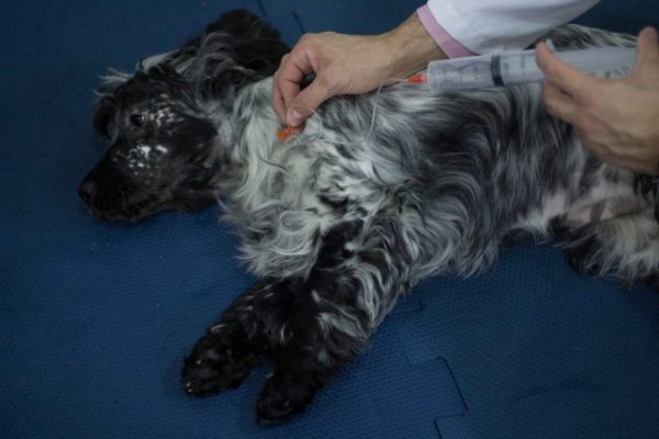 Curso de Ozonioterapia 6